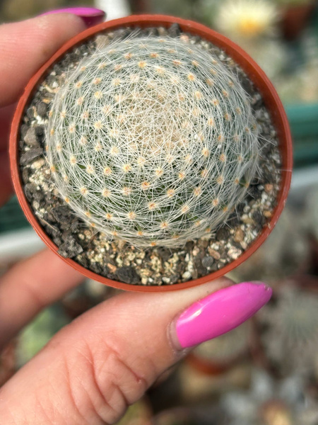 Mammillaria lenta RS410 Viesca Coah. Meksyk