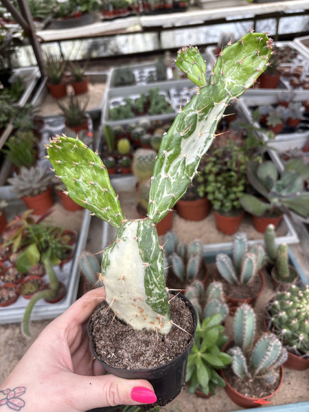 Opuntia monacantha 'Variegated Monstruosa' Płaszcz Józefa - Opuncja Figowa Pstrokata