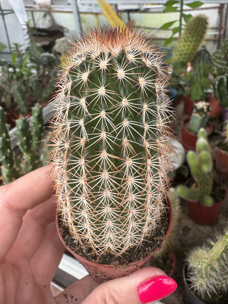 Echinocereus reichenbachii siewka MROZOORPORNY