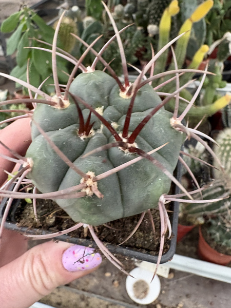 Gymnocalycium mazanense