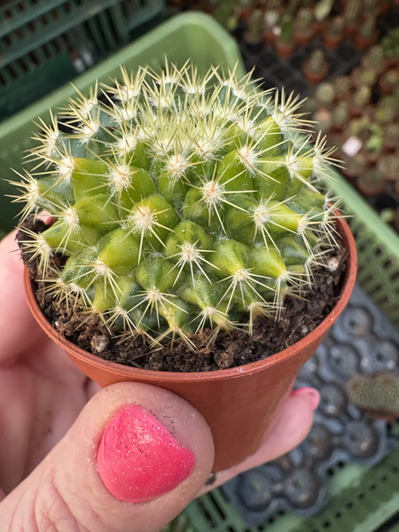 Mammillaria marksiana 'Variegata'