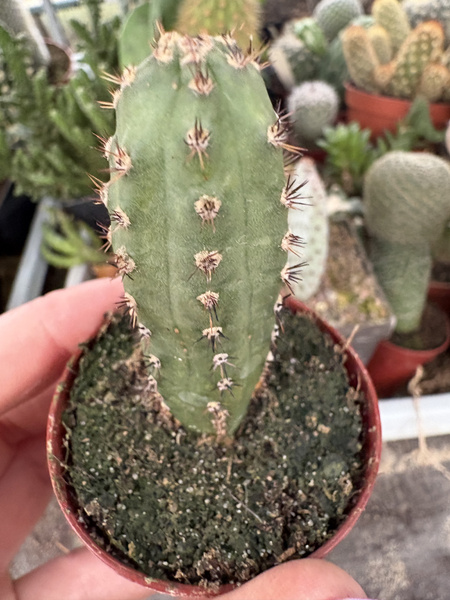 Eriocereus jusbertii 'Monstruosa'