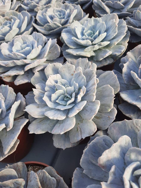 Echeveria runyonni 'Monstruosa o Cook’s Pride'