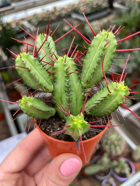 Euphorbia enopla