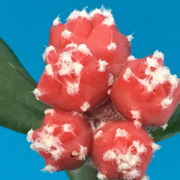 Nasiona Astrophytum myriostigma MEGA mix mutantów x 20