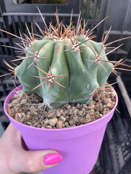 ECHINOCACTUS PLATYACANTHUS