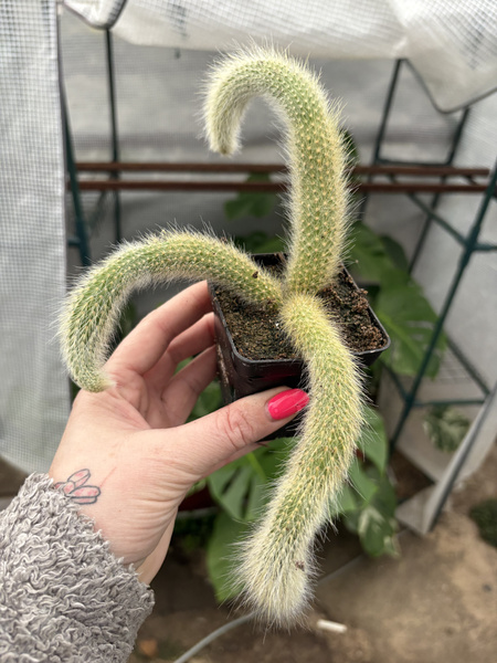 Hildewintera colademonis KOCIE OGONY