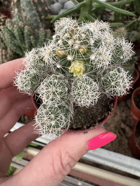 MAMMILLARIA GRACILIS ŚNIEŻNA KULA