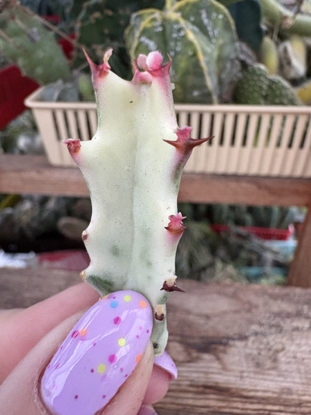 Euphorbia lactea 'White Ghost'