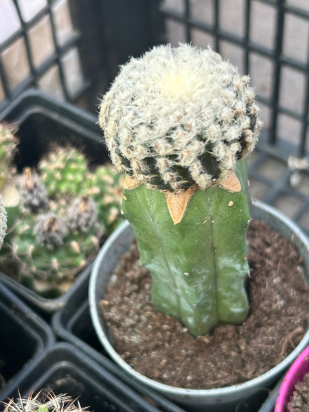 Discocactus horstii