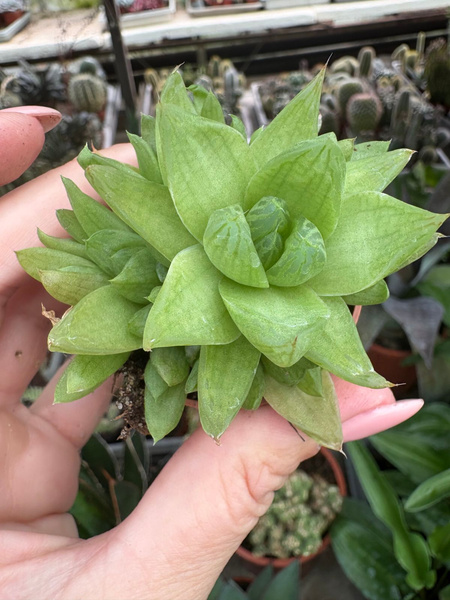 Haworthia cymbiformis