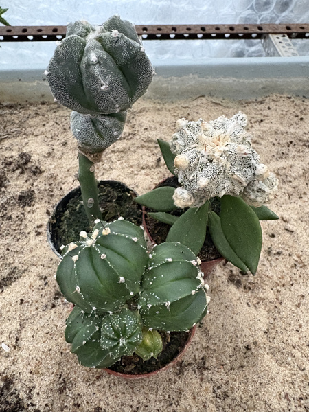 Zestaw 3 różnych Astrophytum MUTANTY