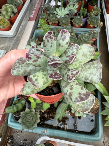 Adromischus cooperi v.festivus