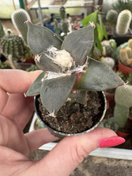 Ariocarpus scapharostroides