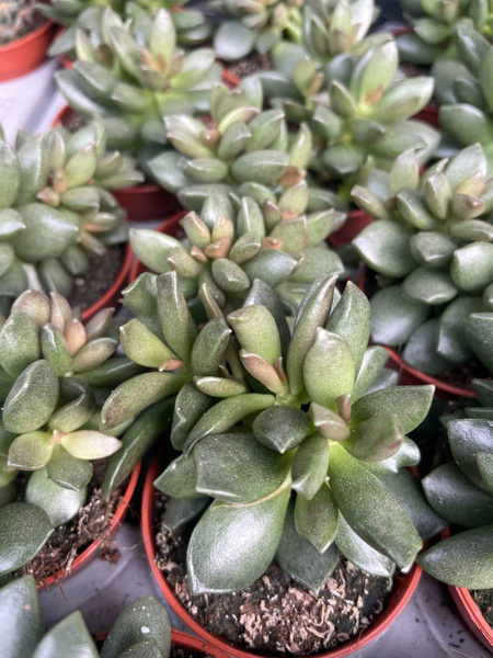Adromischus mamillaris