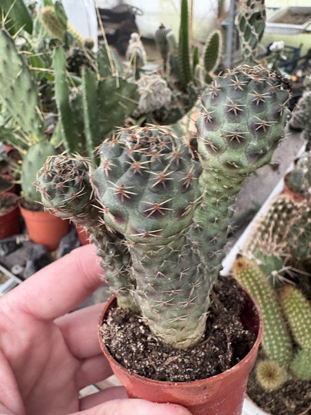 Mediolobivia rosalviflora