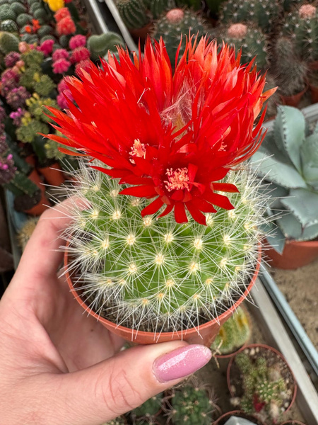 Parodia penicillata var. nivosa