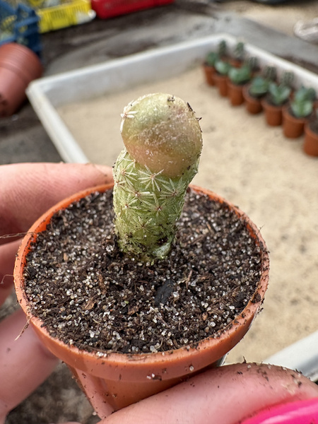 Coryphantha echinoidea 'Monstruosa'