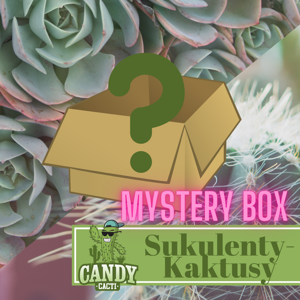 MYSTERY BOX Succulents Cacti