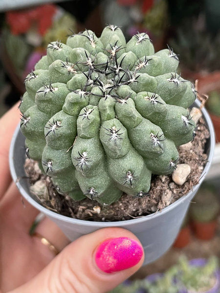 NEOPORTERIA NAPINA