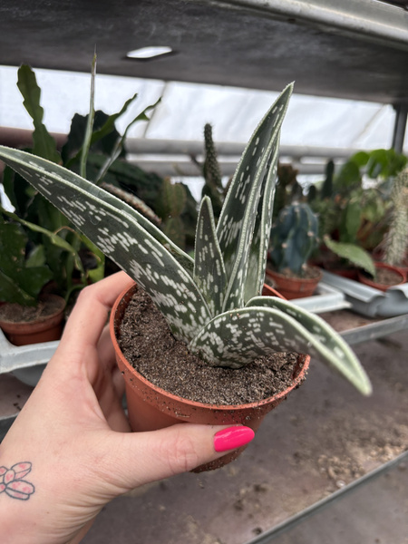 Aloe variegata