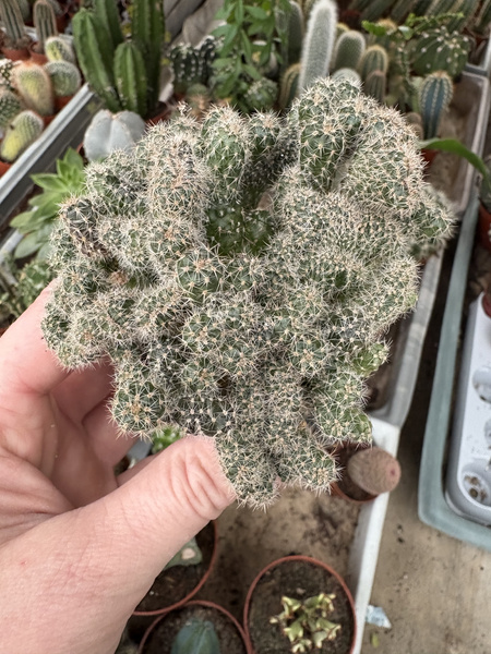 Echinopsis hybrid 'Monstruosa Cristata'