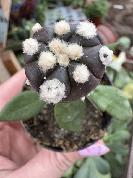 Astrophytum asterias 'Ooibo Purple'