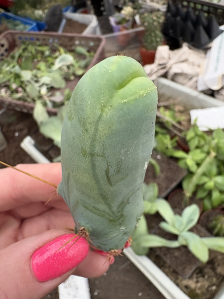 Trichocereus bridgesii 'Penis Plant'