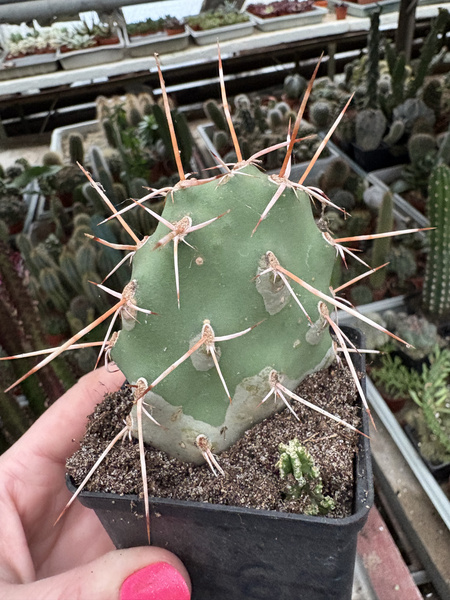 Opuntia sphaerica