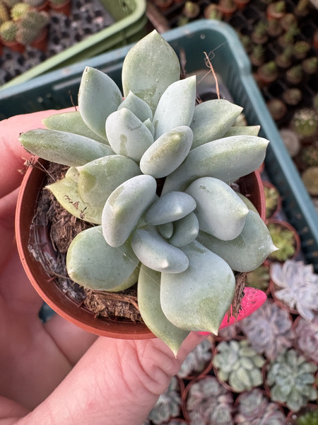 Pachyveria corvus 'Dichotoma'