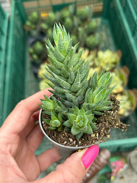 HAWORTHIA RESENDEANA