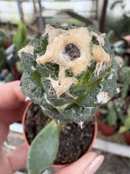 Ariocarpus fissuratus v.lloydii