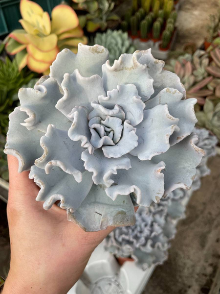 Echeveria 'Crispate Beauty'