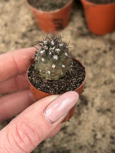 Copiapoa calderana fo. lembckei v. magnifica mezi Caldera a CHANARAL PHA 2434 x2