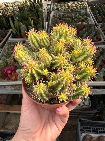 Euphorbia aggregata 'Variegata'