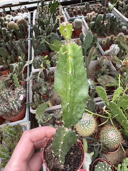 Hylocereus undatus