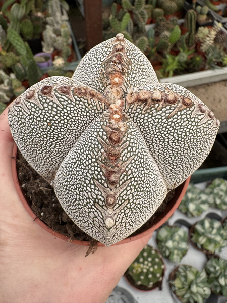 Astrophytum myriostigma 'Onzuko Ball Quadricostatum'