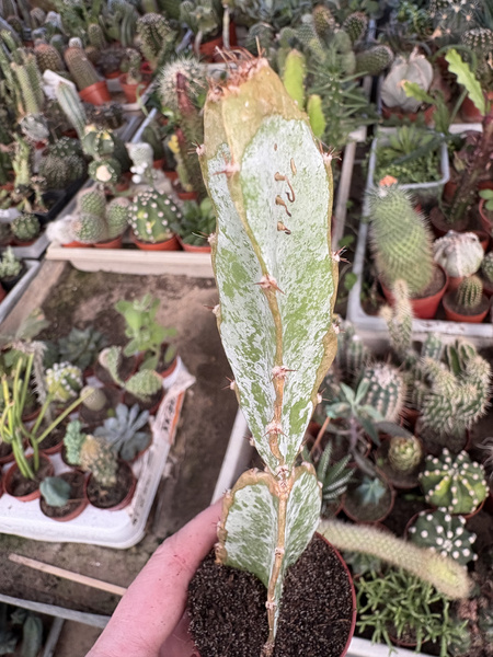 Hylocereus ocamponis