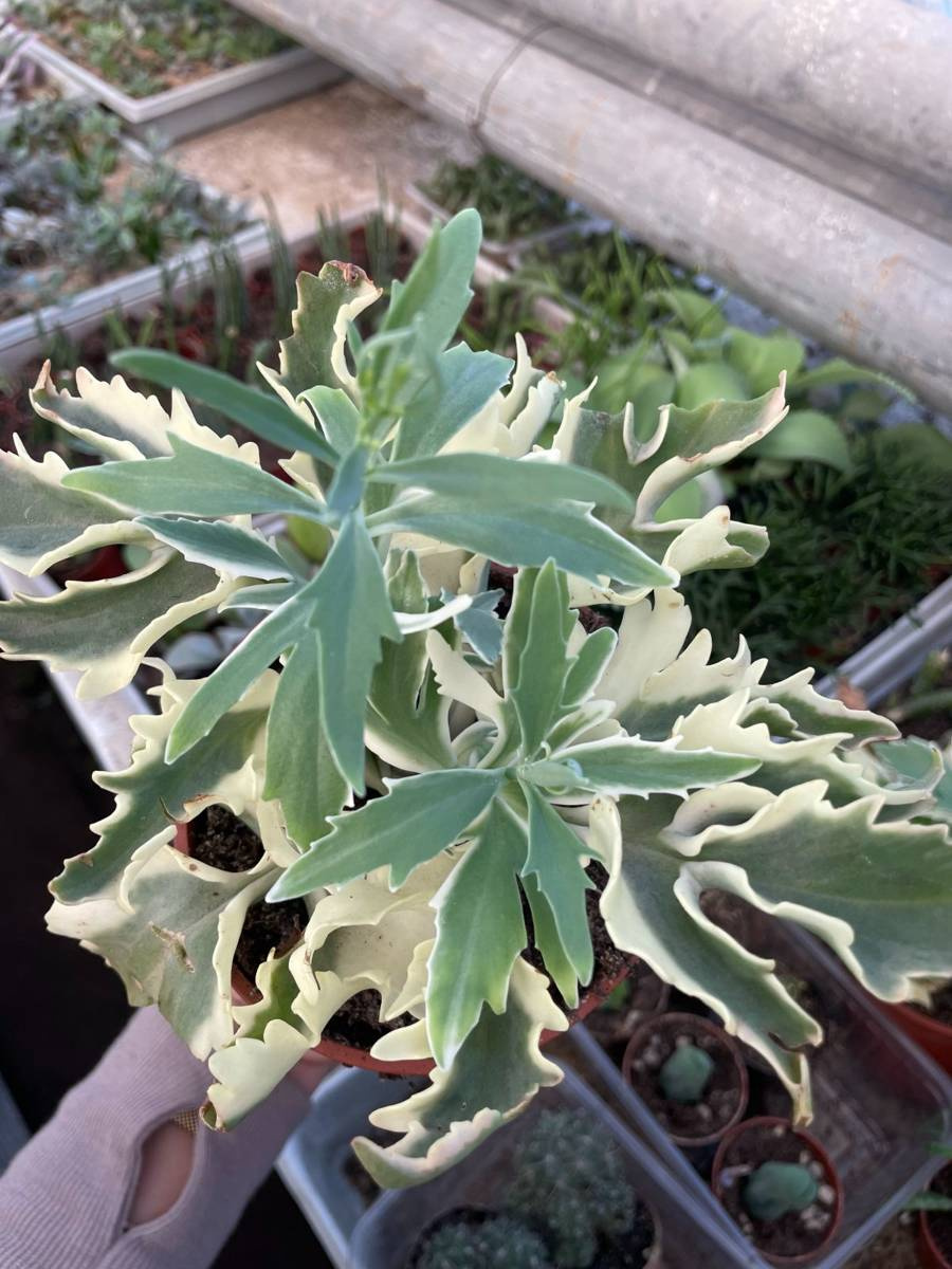 Kalanchoe laciniata 'Variegata' | Succulents \ Kalanchoe | Kaktusy ...
