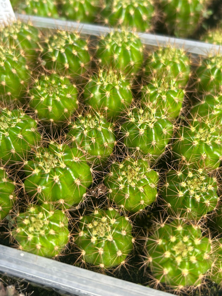 Echinopsis mamillosa var. kermesina x3