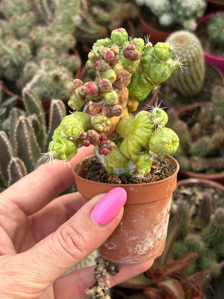 Mammillaria spinosissima 'Coral'