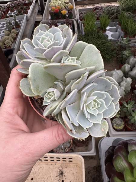 Echeveria lilacina 'Polygona'