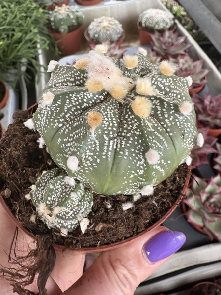 Astrophytum asterias hybr.