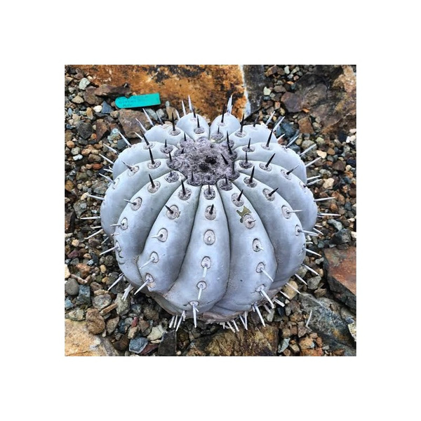 20 NASION Copiapoa cinerea ORIGINAL Atacama