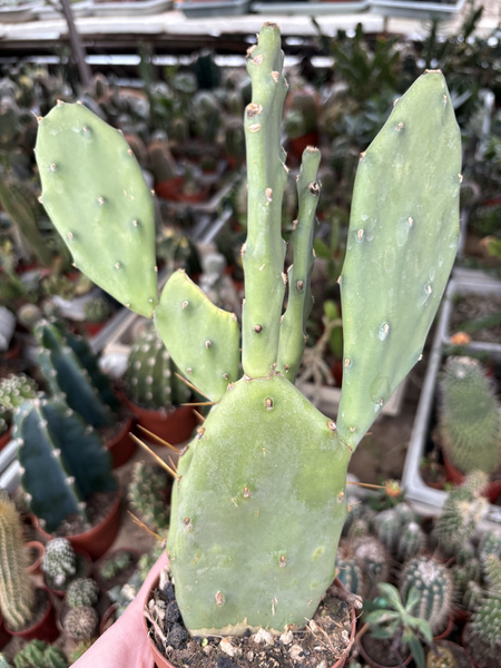 Opuntia humifusa