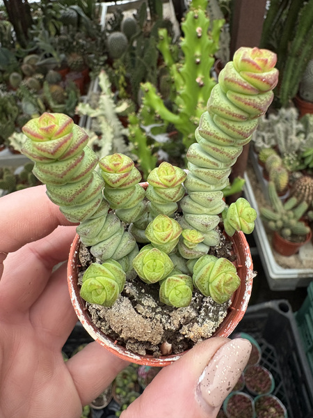 Crassula marnieriana 'Hottentot' Grubosz
