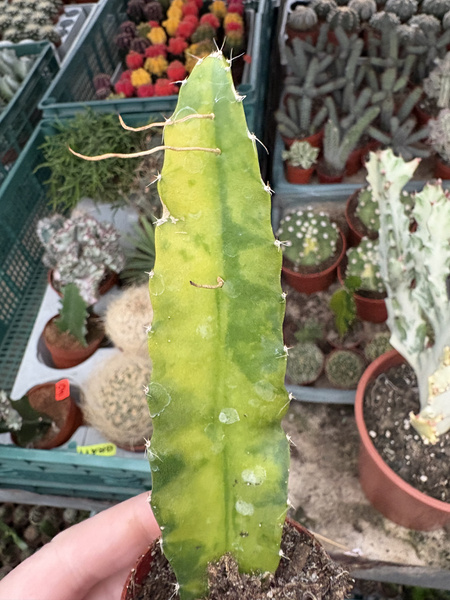 Hylocereus undatus 'Variegata'