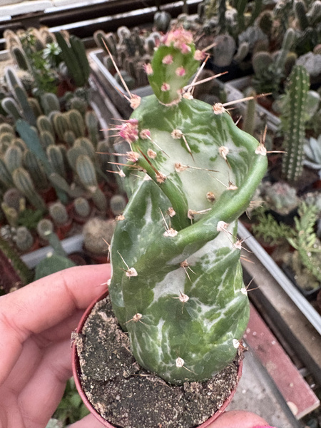 Opuntia monacantha 'Variegated Monstruosa' Płaszcz Józefa - Opuncja Figowa Pstrokata