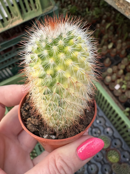 Mammillaria spinosissima 'Variegata'