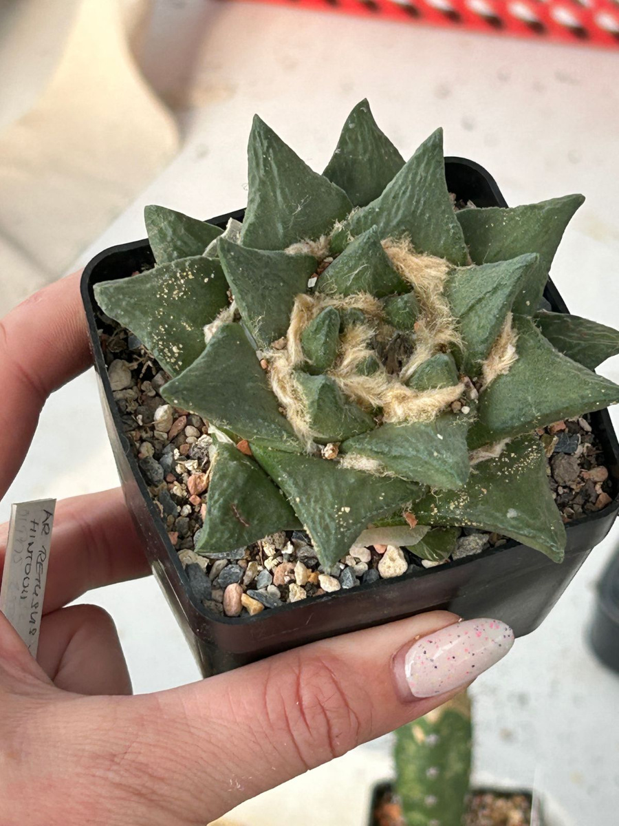 Ariocarpus scaphirostris Kaktusy \ Ariocarpus Kaktusy, sukulenty i